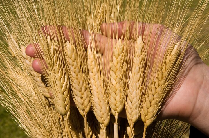 قیمت خرید تضمینی جو و غلات امروز مشخص می شود قیمت خرید تضمینی جو و غلات امروز مشخص می شود