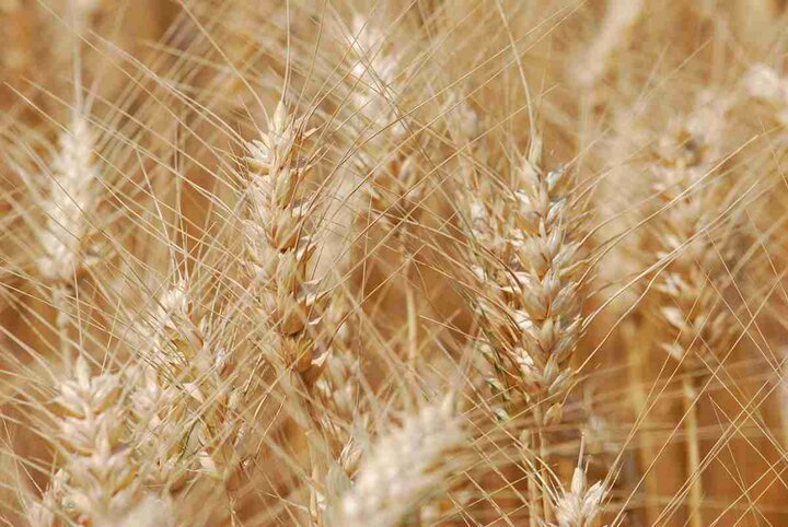 کیفیت «گندم» کشور در سطح جهانی است!