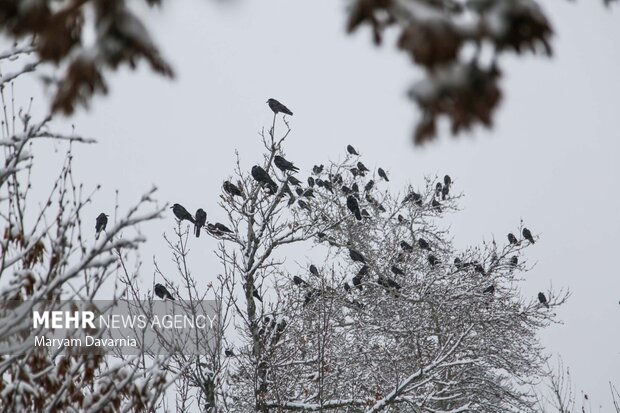 بارش برف زمستانی در بجنورد