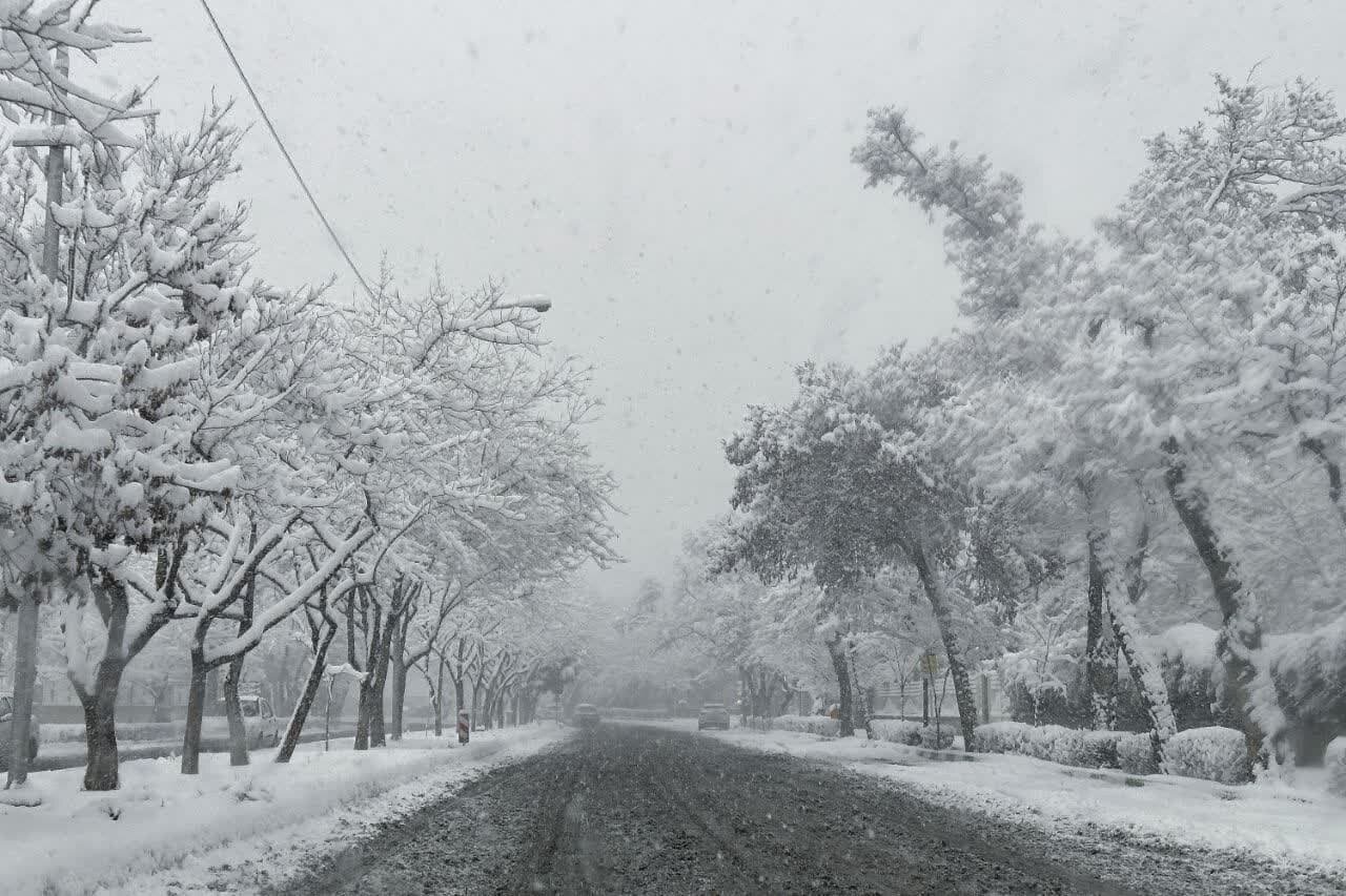 بارش برف در شهرستان کنگاور