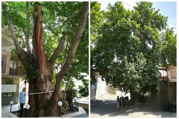 ۲ درخت کهنسال ساوجبلاغ ثبت ملی شدند