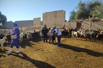 واکسیناسیون ۲۰۰۰ راس دام در اردوی جهادی دامپزشکی در گناوه