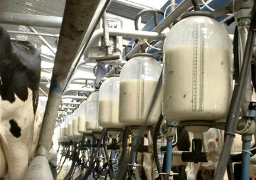 البرز در حوزه تولید شیر در جایگاه پنجم کشوری قرار دارد