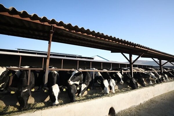 جهش تولید گوشت ایرانی با امضای روستائیان؛ خودکفایی محقق میشود؟