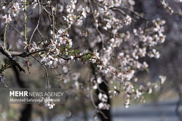 شکوفه های بادام در شهرستان سامان در فصل بهار زیبایی خاصی به منطقه می بخشد.