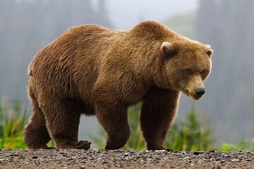 خرس‌های قهوه‌ای راه‌حلی برای مدیریت کارآمد در برابر تغییر اقلیم