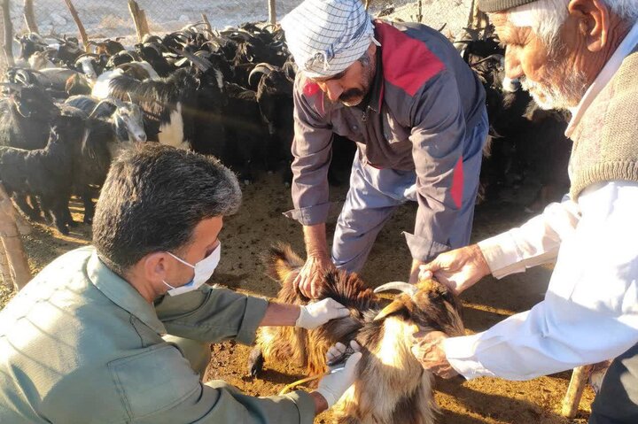مراقبت فعال بیماری تب برفکی در شهرستان تنگستان آغاز شد
