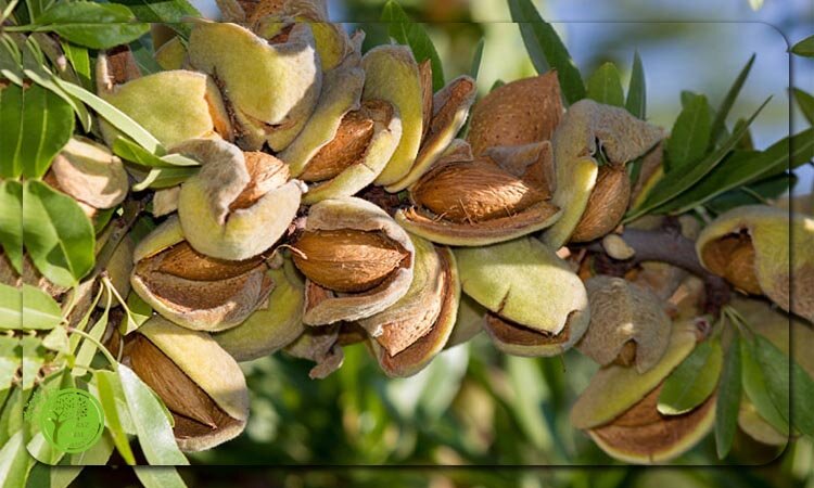 کاشت و خرید نهال درخت بادام برای مناطق سردسیر