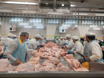 ۲۵۰۰تن گوشت مرغ برای کهگیلویه و بویراحمد تامین شده است