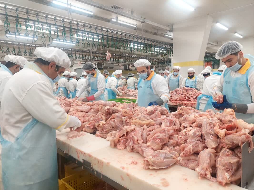 افزایش ۴۰ درصدی تولید گوشت مرغ درخوزستان