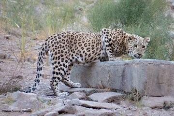 خانواده جدید پلنگ ایرانی در پارک ملی تندوره مشاهده شد