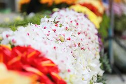 گل‌آرایی ضریح مطهر امام رضا(ع) همزمان با میلاد پر برکت سید الشهدا(ع)