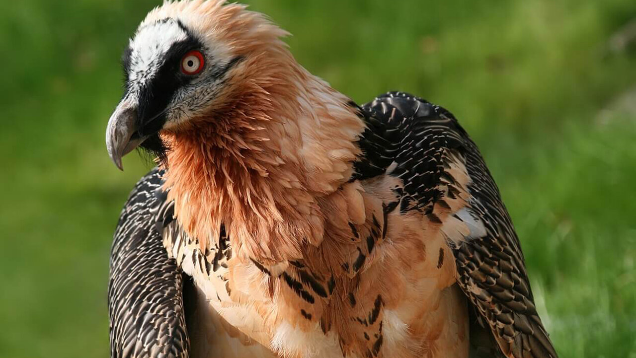 سایه همای سعادت بر سر طبیعت ایران میماند؟