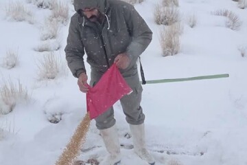 دانه و علوفه برای پرندگان و حیات وحش خراسان رضوی توزیع شد