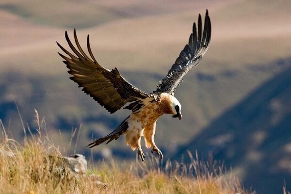  Efsanevî Hümâ kuşu Güney Horasan’da görüldü