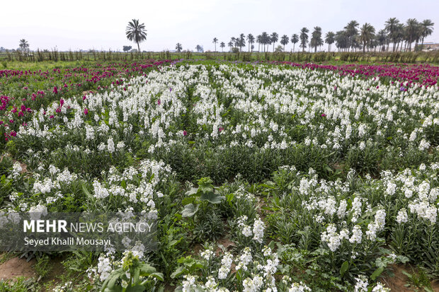 برداشت گل در حمیدیه خوزستان