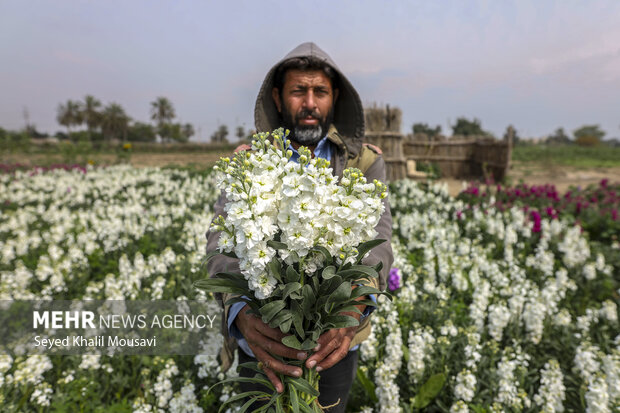برداشت گل در حمیدیه خوزستان
