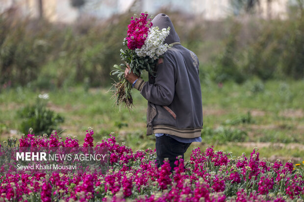 برداشت گل در حمیدیه خوزستان