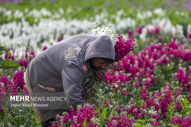برداشت گل در حمیدیه خوزستان