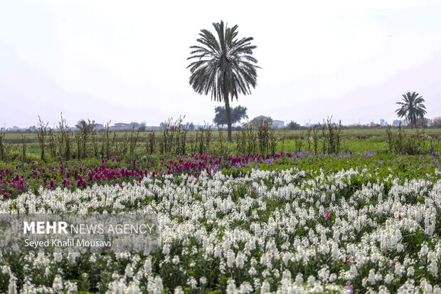برداشت گل در حمیدیه خوزستان