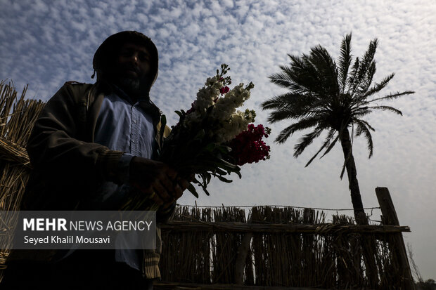 برداشت گل در حمیدیه خوزستان