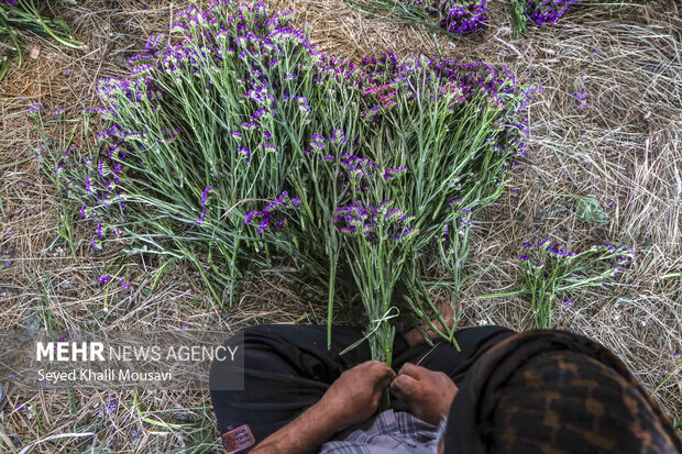 برداشت گل در حمیدیه خوزستان