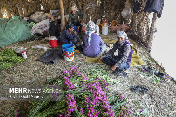 برداشت گل در حمیدیه خوزستان