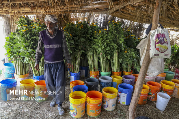 برداشت گل در حمیدیه خوزستان