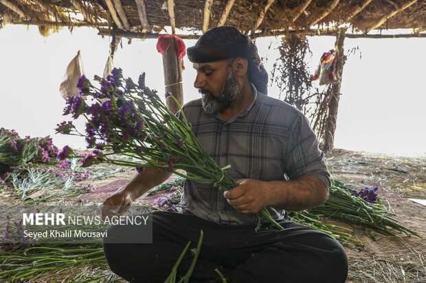 برداشت گل در حمیدیه خوزستان