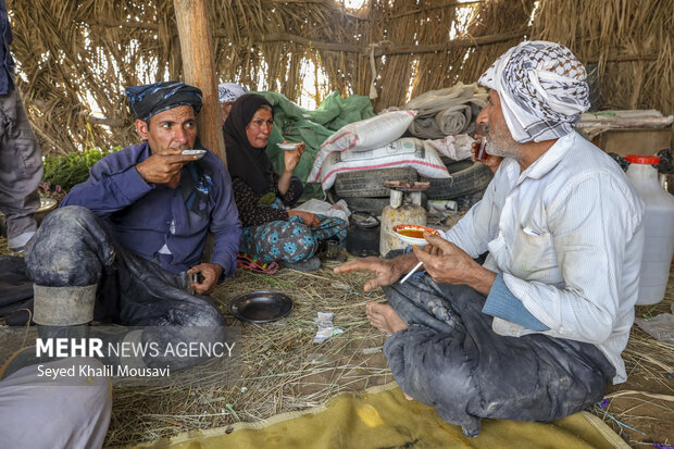 برداشت گل در حمیدیه خوزستان