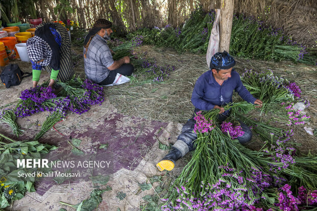 برداشت گل در حمیدیه خوزستان