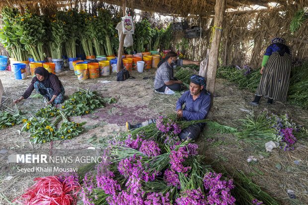 برداشت گل در حمیدیه خوزستان