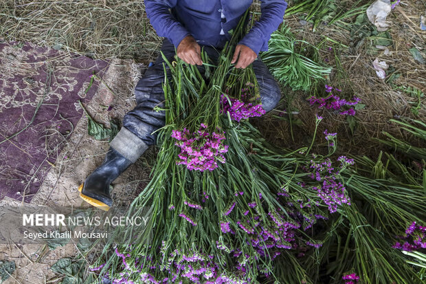 برداشت گل در حمیدیه خوزستان
