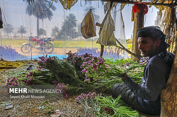 برداشت گل در حمیدیه خوزستان