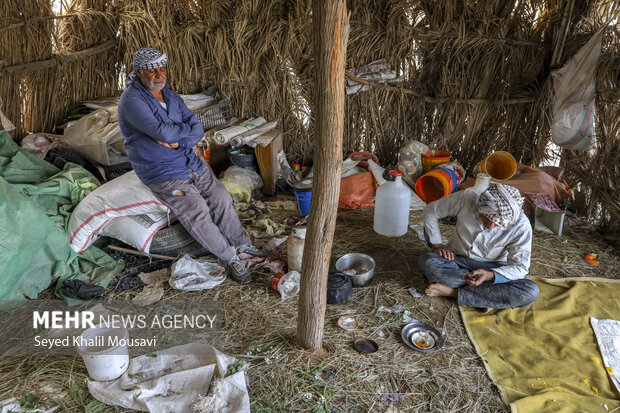 برداشت گل در حمیدیه خوزستان