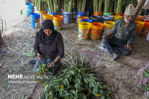 برداشت گل در حمیدیه خوزستان