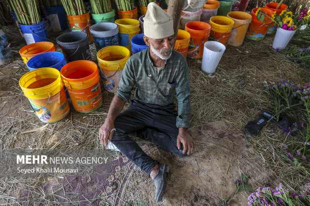 برداشت گل در حمیدیه خوزستان