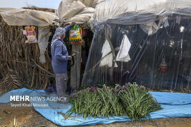برداشت گل در حمیدیه خوزستان
