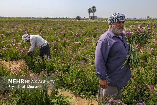 برداشت گل در حمیدیه خوزستان