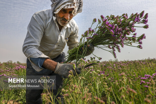 برداشت گل در حمیدیه خوزستان