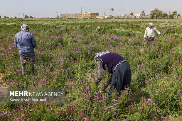 برداشت گل در حمیدیه خوزستان