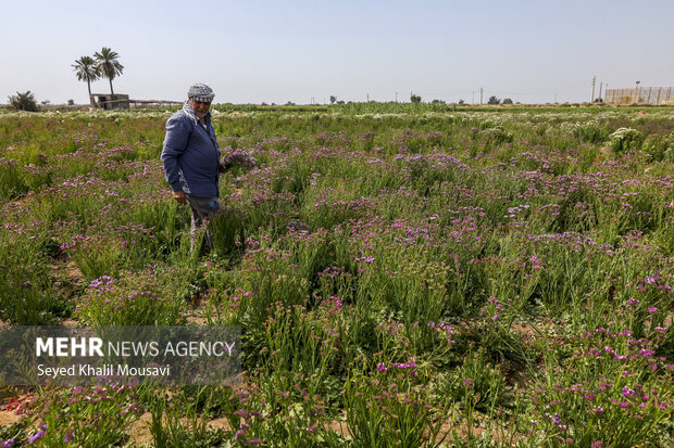 برداشت گل در حمیدیه خوزستان