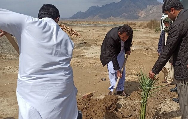 ده هزار اصله نهال در مهرستان غرس می‌شود