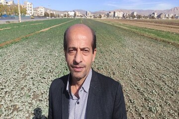 اجرای طرح تولید جهش دیم‌زارها در ۶۰ هزار هکتار از اراضی استان