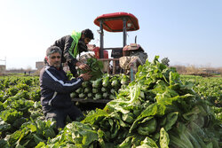 ڕنینی نۆبەری کاهوو لە باکووری ئێران