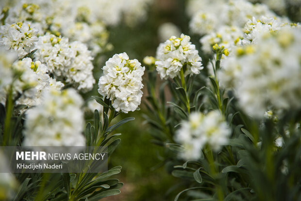 Kuhreng'in güzel doğasından görüntüler Kuhreng'in güzel doğasından görüntüler