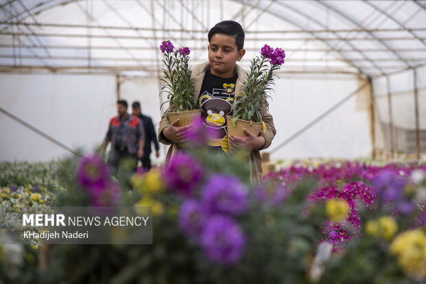VIDEO: Stock flowers in Isfahan's Khomeyni Shahr