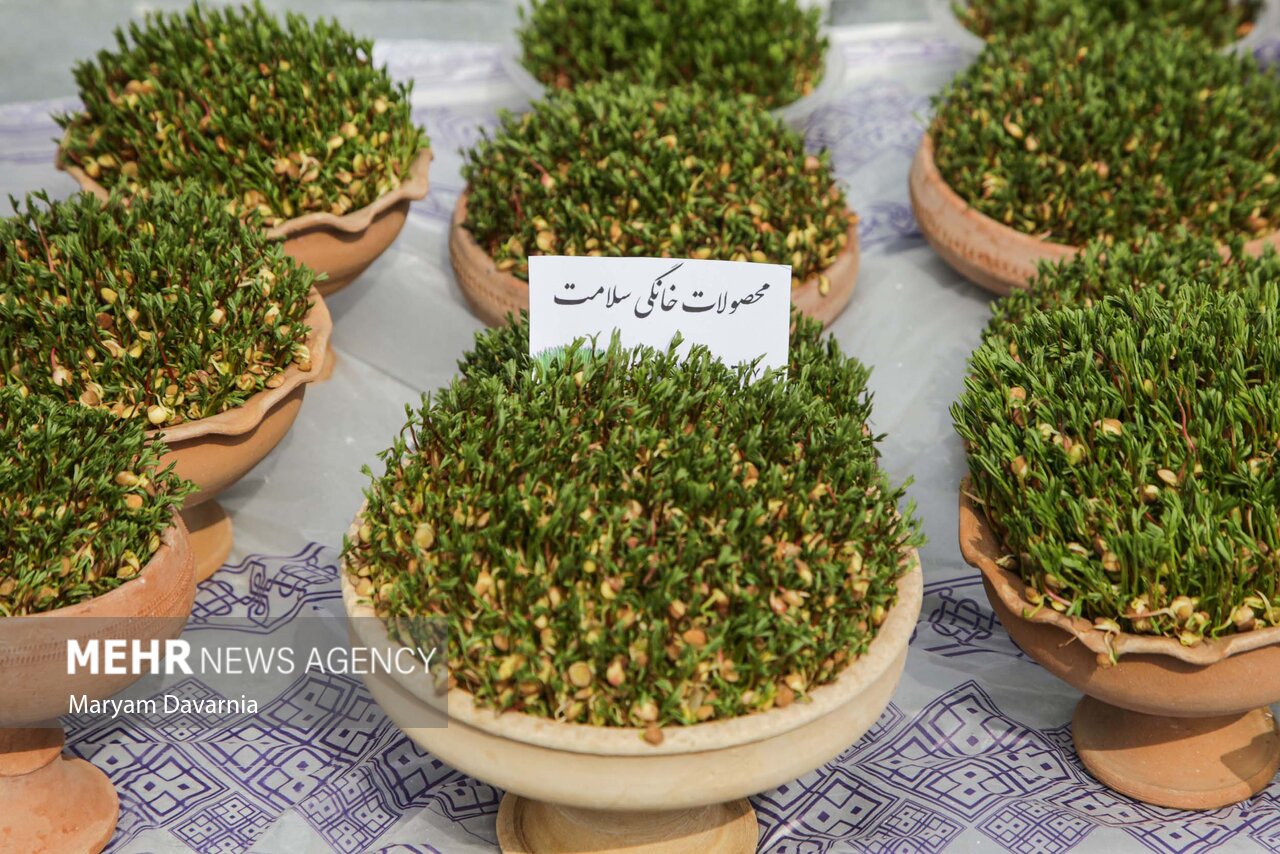 Samanoo festival in Iran's Bojnurd - Mehr News Agency