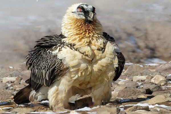 لحظه ناب در آسمان خراسان جنوبی/عکاس درمیانی حضور «هما» را ثبت کرد