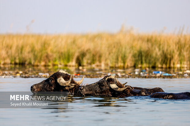 «تالاب شادگان» و آواز آب در آغوش نیزارهای ساحل بهار «تالاب شادگان» و آواز آب در آغوش نیزارهای ساحل بهار